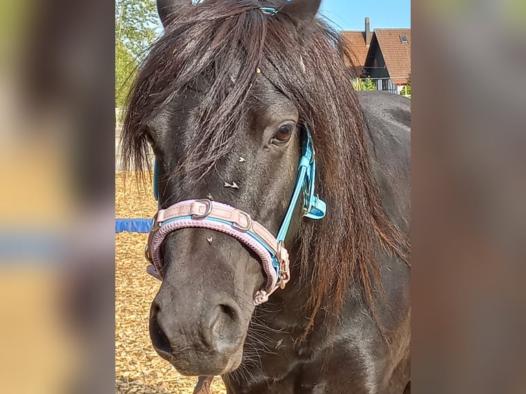 Welsh-A Wallach 8 Jahre 124 cm Rappe in Lauterbach Im Schwarzwald