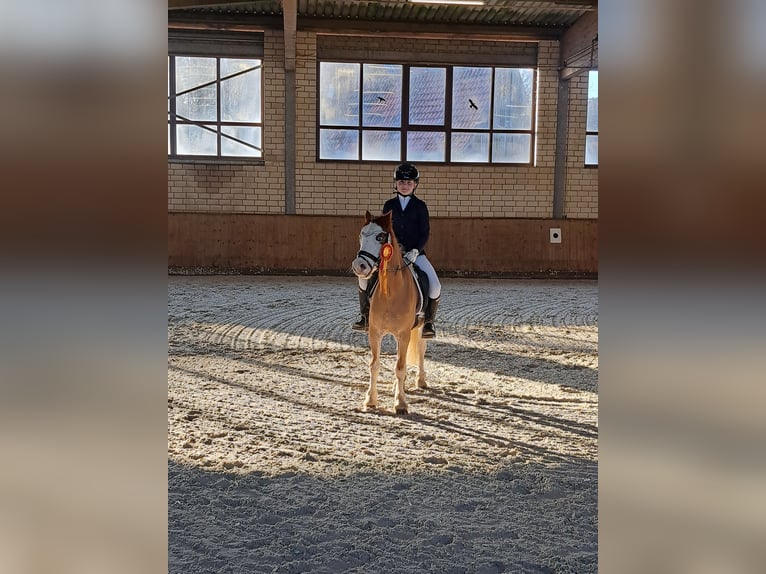 Welsh-A Wallach 8 Jahre 125 cm Red Dun in Burgdorf