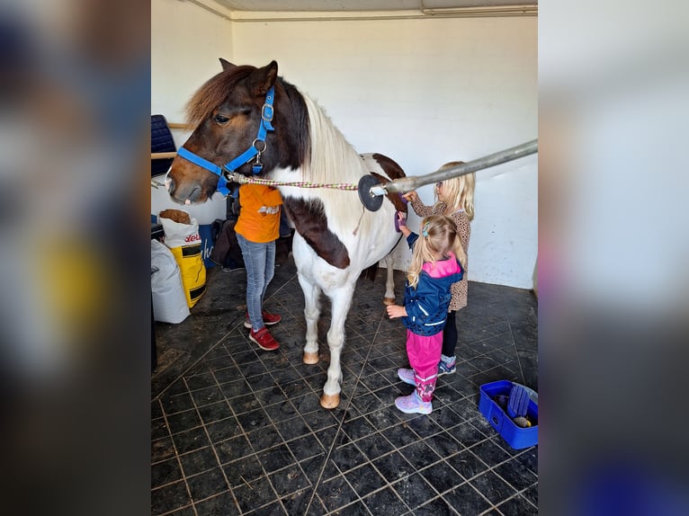Welsh-A Mix Wallach 8 Jahre 127 cm Schecke in Rosendahl