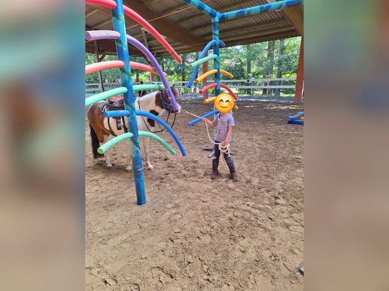 Welsh-A Mix Wallach 8 Jahre 127 cm Schecke in Rosendahl