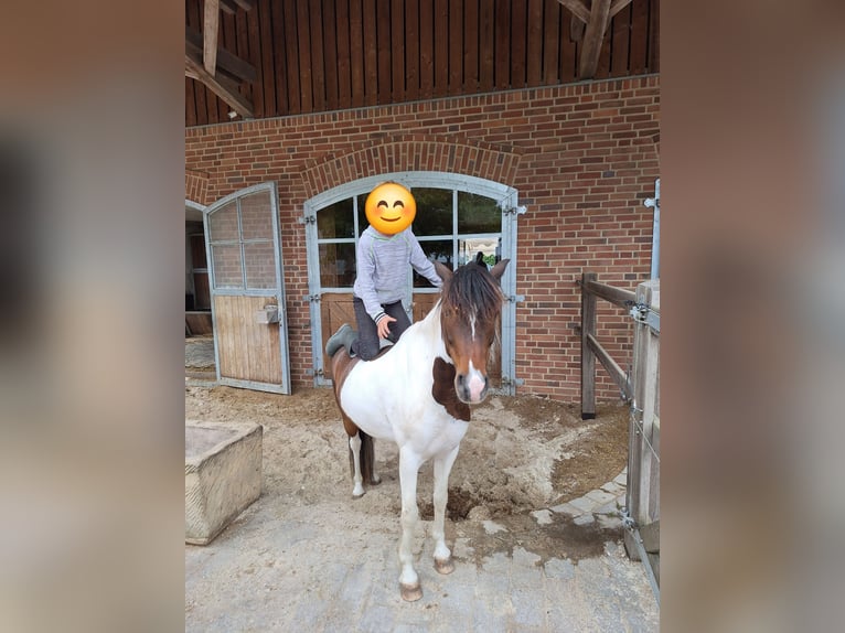 Welsh-A Mix Wallach 8 Jahre 127 cm Schecke in Rosendahl