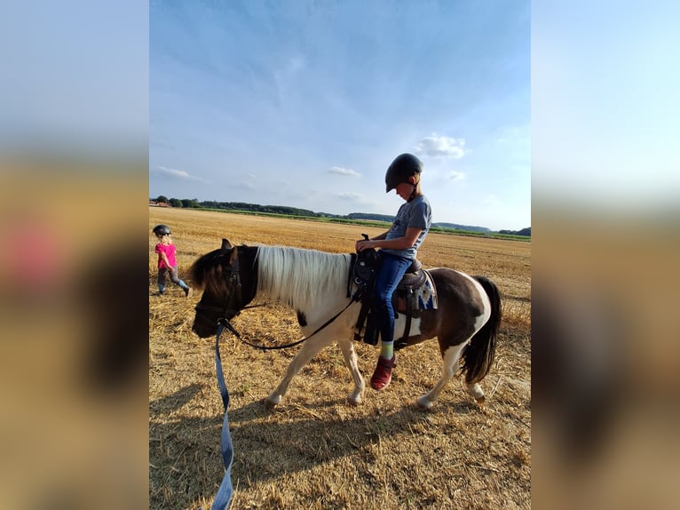 Welsh-A Mix Wallach 8 Jahre 127 cm Schecke in Rosendahl