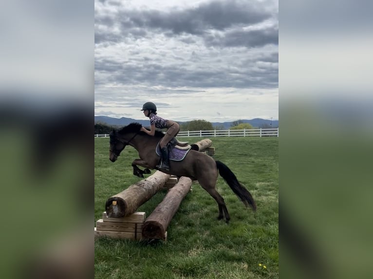 Welsh-A Mix Wallach 8 Jahre 137 cm Rotbrauner in Cleburne