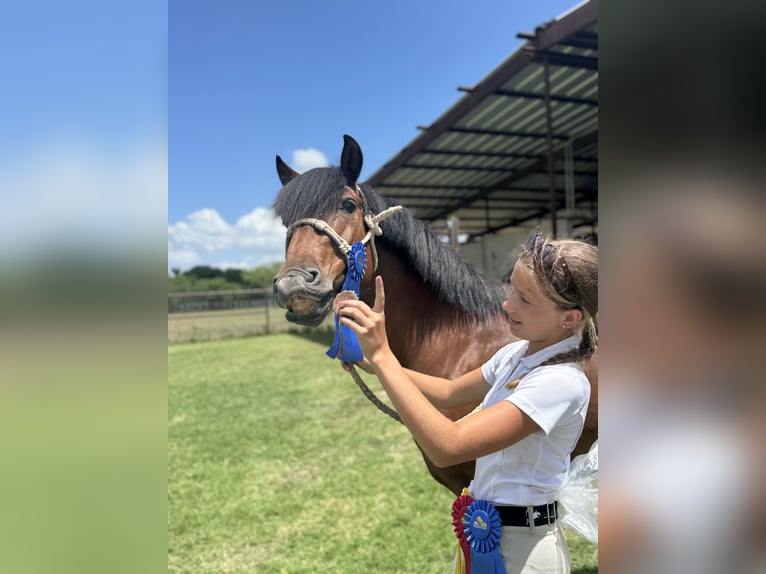 Welsh-A Mix Wallach 8 Jahre 137 cm Rotbrauner in Cleburne
