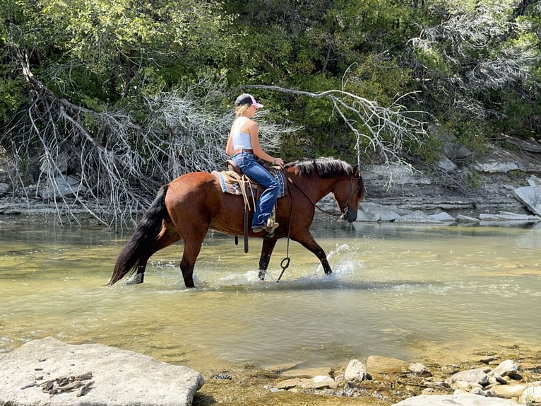 Welsh-A Mix Wallach 8 Jahre 137 cm Rotbrauner in Cleburne