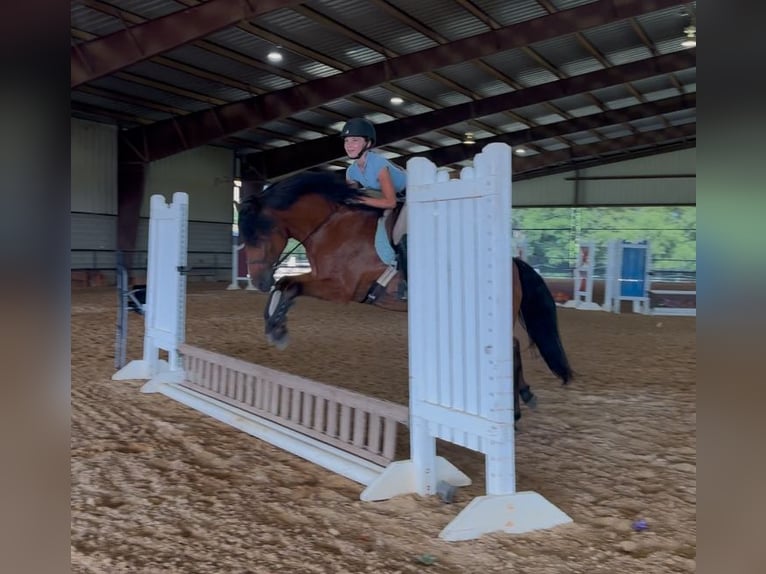 Welsh-A Mix Wallach 8 Jahre 137 cm Rotbrauner in Cleburne