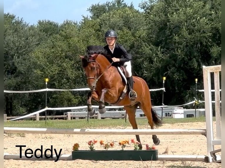 Welsh-A Mix Wallach 8 Jahre 137 cm Rotbrauner in Cleburne