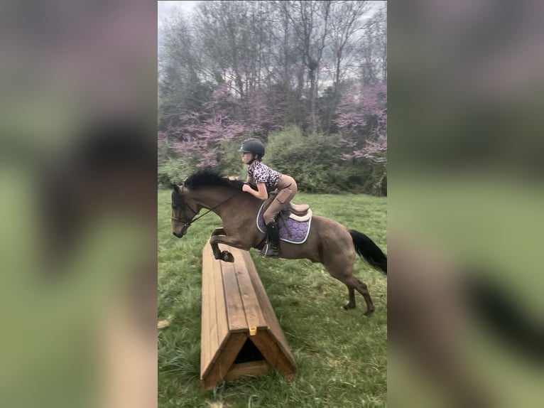 Welsh-A Mix Wallach 8 Jahre 137 cm Rotbrauner in Cleburne