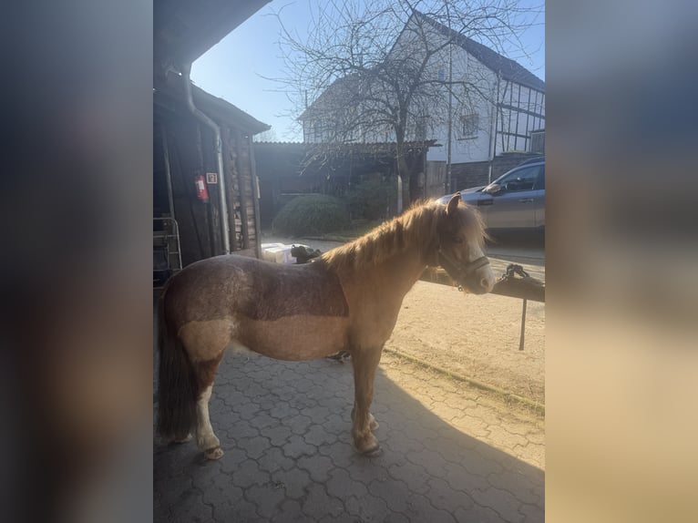 Welsh-A Wallach 9 Jahre 115 cm  in Lohmar