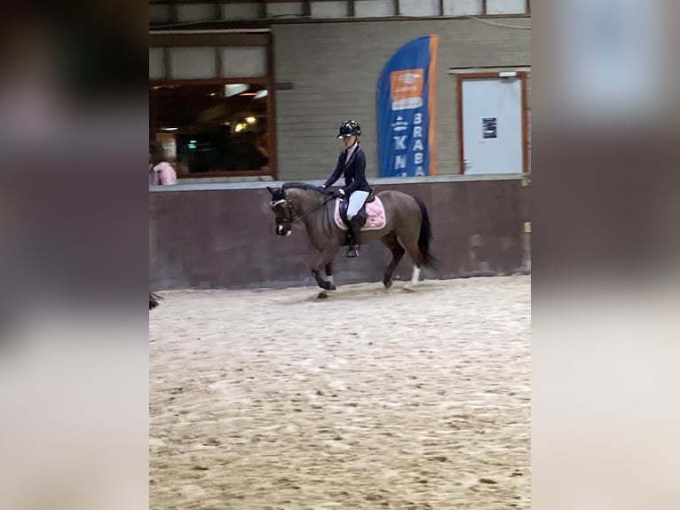 Welsh-A Wallach 9 Jahre 117 cm Rappe in Zegge