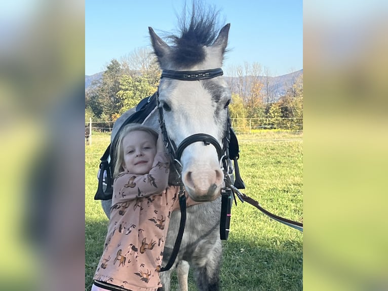 Welsh-A Wallach 9 Jahre 118 cm Schimmel in Ochaby