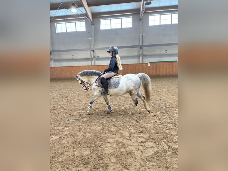 Welsh-A Wallach 9 Jahre 118 cm Schimmel in Ochaby