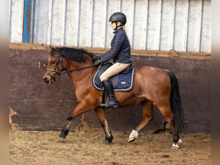 Welsh-A Wallach 9 Jahre 120 cm Roan-Bay in Elim