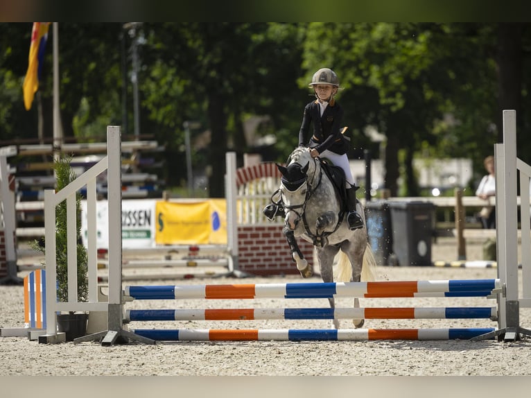 Welsh-A Wallach 9 Jahre 121 cm Blauschimmel in Selfkant