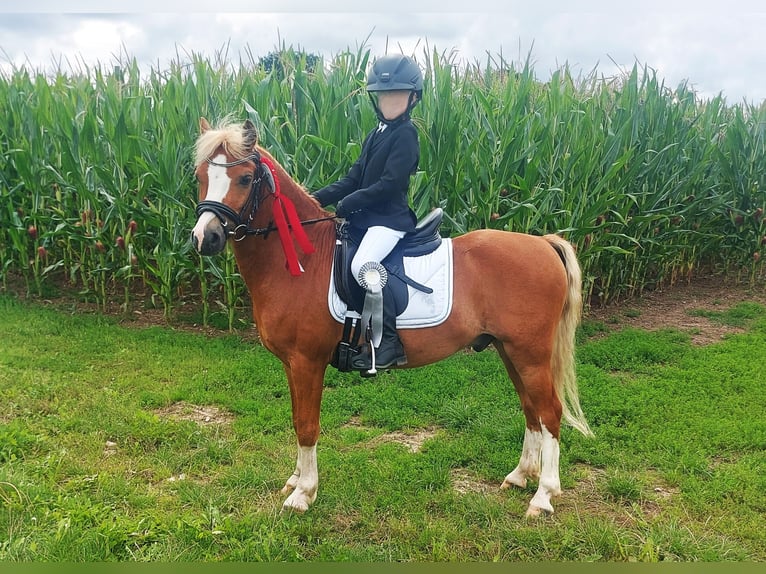 Welsh-A Wallach 9 Jahre 121 cm Fuchs in Neum&#xFC;nster