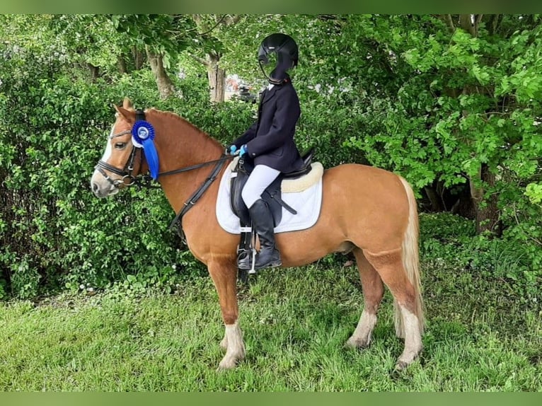 Welsh-A Wallach 9 Jahre 121 cm Fuchs in Neum&#xFC;nster
