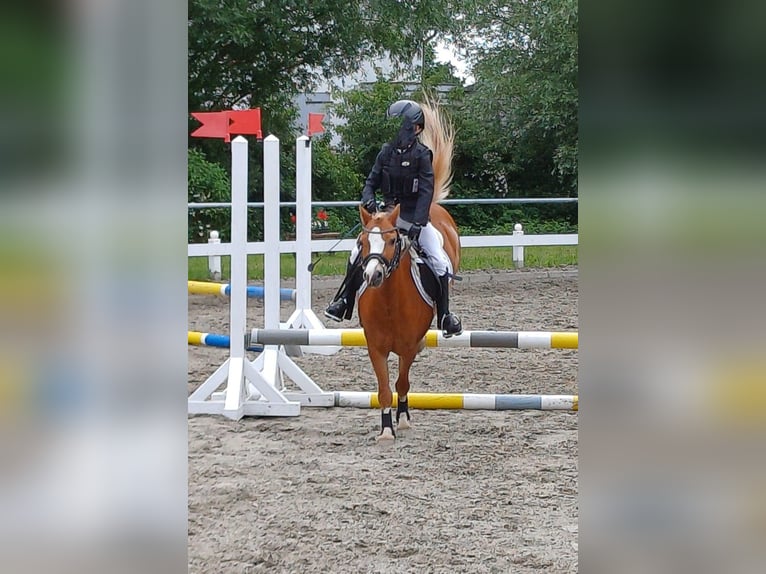 Welsh-A Wallach 9 Jahre 121 cm Fuchs in Neum&#xFC;nster