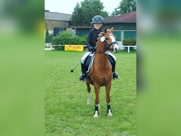 Welsh-A Wallach 9 Jahre 121 cm Fuchs in Neum&#xFC;nster