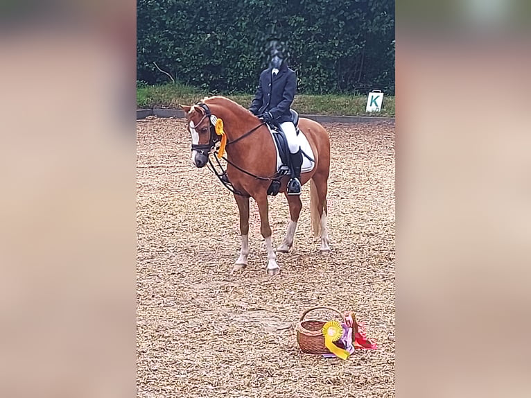 Welsh-A Wallach 9 Jahre 121 cm Fuchs in Neum&#xFC;nster