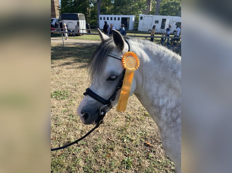 Welsh-A Wallach 9 Jahre 121 cm Schimmel in Eberdingen