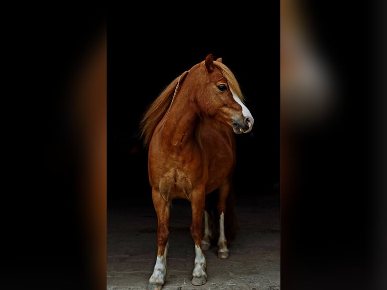Welsh-A Wallach 9 Jahre 122 cm Fuchs in B&#xFC;nde