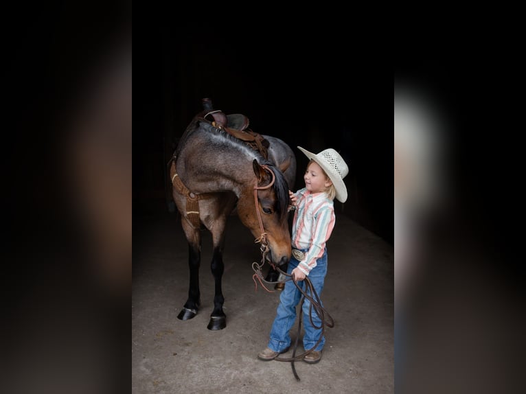 Welsh-A Wallach 9 Jahre 122 cm Roan-Bay in North Judson