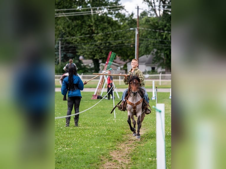 Welsh-A Wallach 9 Jahre 122 cm Roan-Bay in North Judson