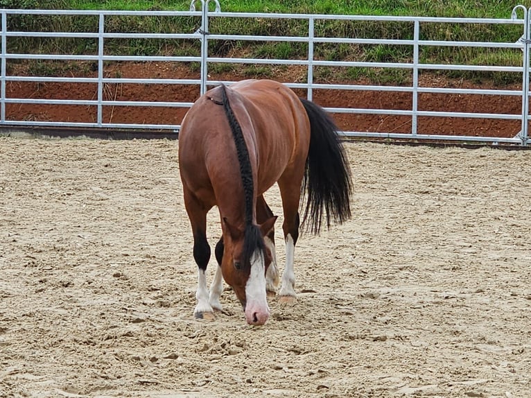 Welsh-A Wallach 9 Jahre 125 cm Brauner in HanauHanau