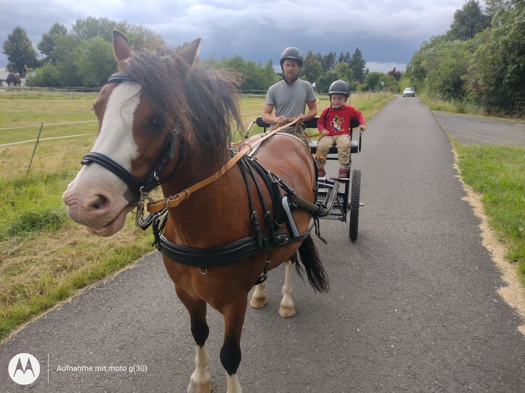 Welsh-A Wallach 9 Jahre 125 cm Brauner in HanauHanau