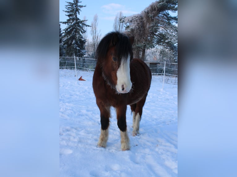 Welsh-A Wallach 9 Jahre 125 cm Brauner in HanauHanau