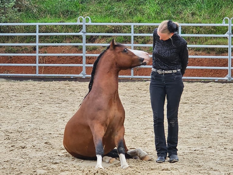 Welsh-A Wallach 9 Jahre 125 cm Brauner in HanauHanau
