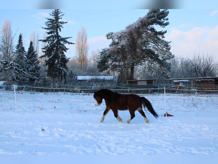 Welsh-A Wallach 9 Jahre 125 cm Brauner in HanauHanau