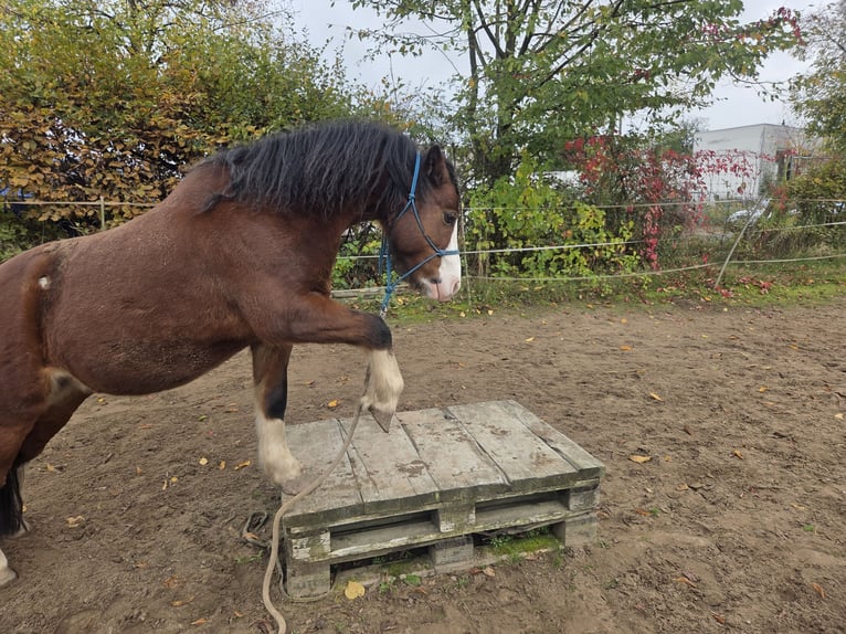 Welsh-A Wallach 9 Jahre 125 cm Brauner in HanauHanau