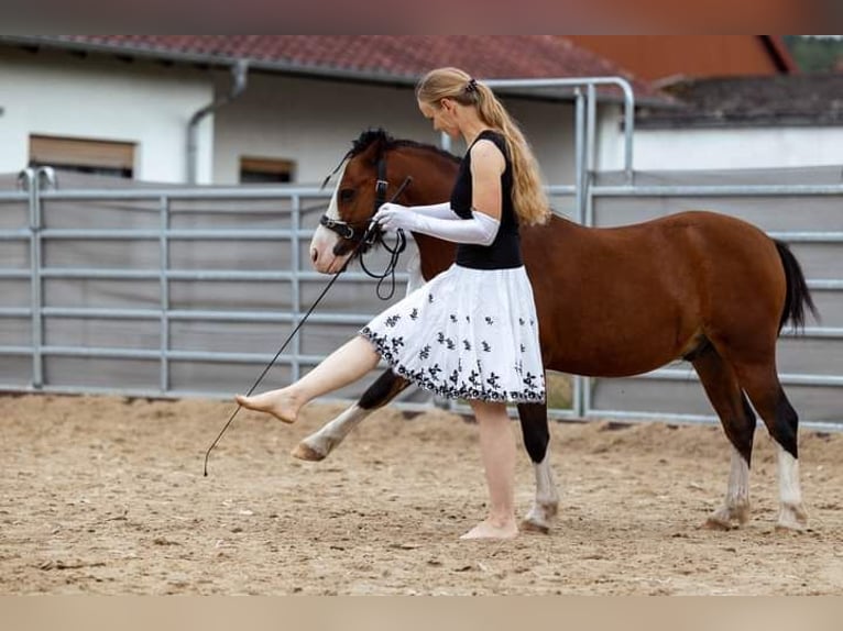 Welsh-A Wallach 9 Jahre 125 cm Brauner in HanauHanau