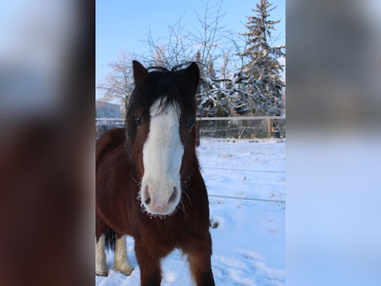 Welsh-A Wallach 9 Jahre 125 cm Brauner in HanauHanau