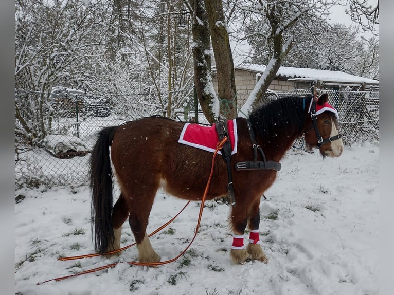 Welsh-A Wallach 9 Jahre 125 cm Brauner in HanauHanau