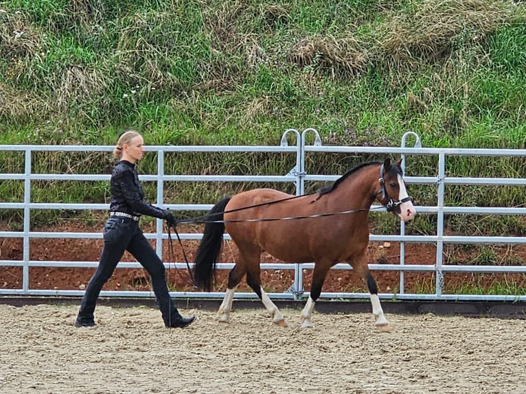 Welsh-A Wallach 9 Jahre 125 cm Brauner in HanauHanau
