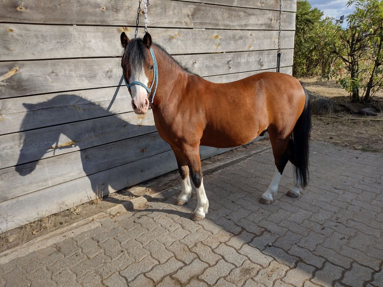 Welsh-A Wallach 9 Jahre 125 cm Brauner in HanauHanau