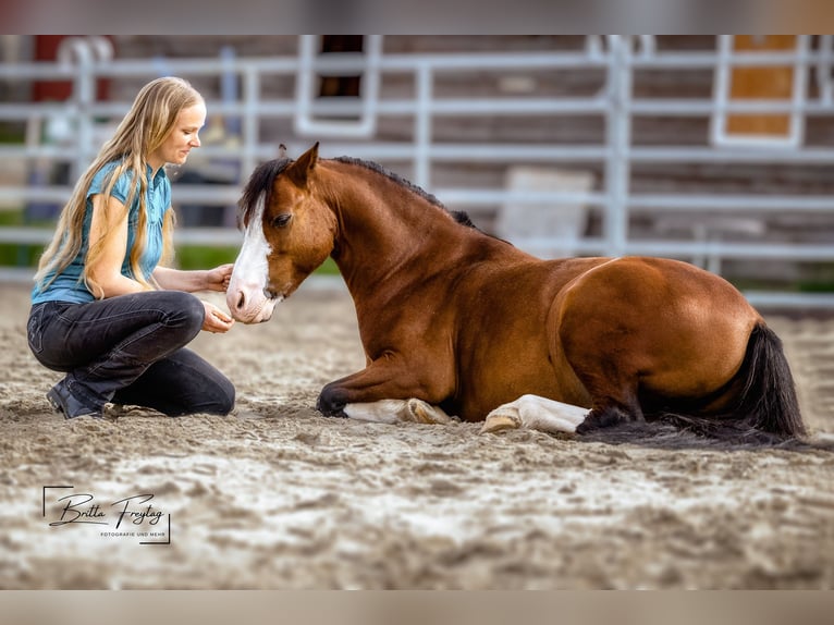 Welsh-A Wallach 9 Jahre 125 cm Brauner in HanauHanau