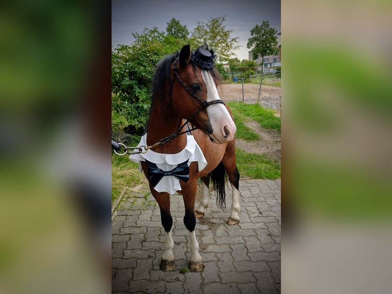 Welsh-A Wallach 9 Jahre 125 cm Brauner in HanauHanau