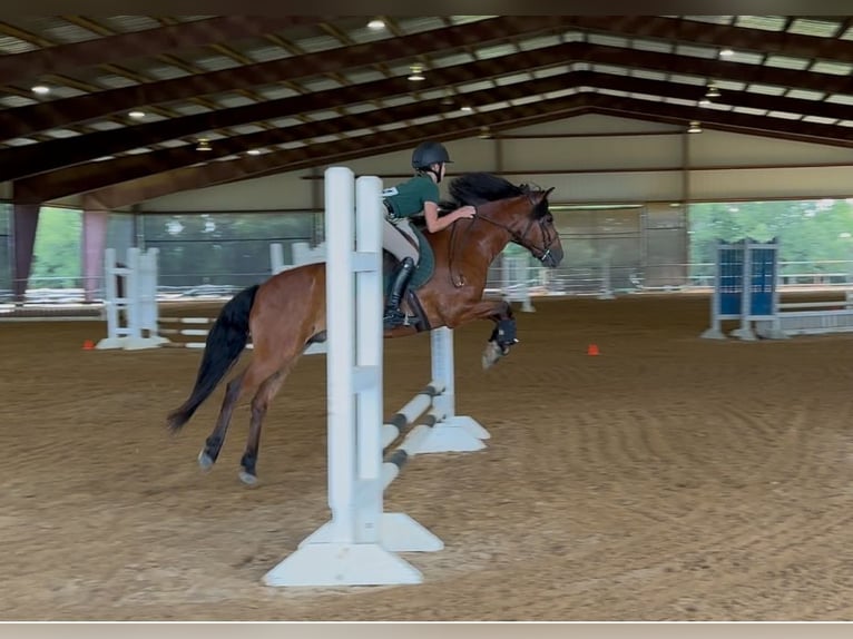 Welsh-A Mix Wallach 9 Jahre 137 cm Rotbrauner in Cleburne