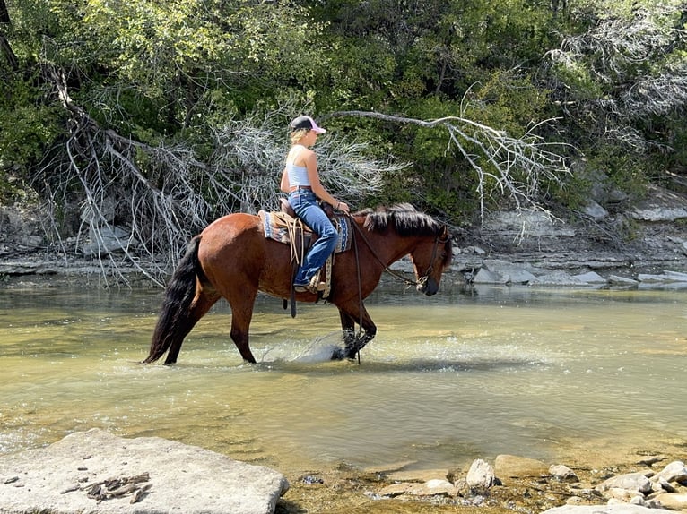 Welsh-A Mix Wallach 9 Jahre 137 cm Rotbrauner in Cleburne