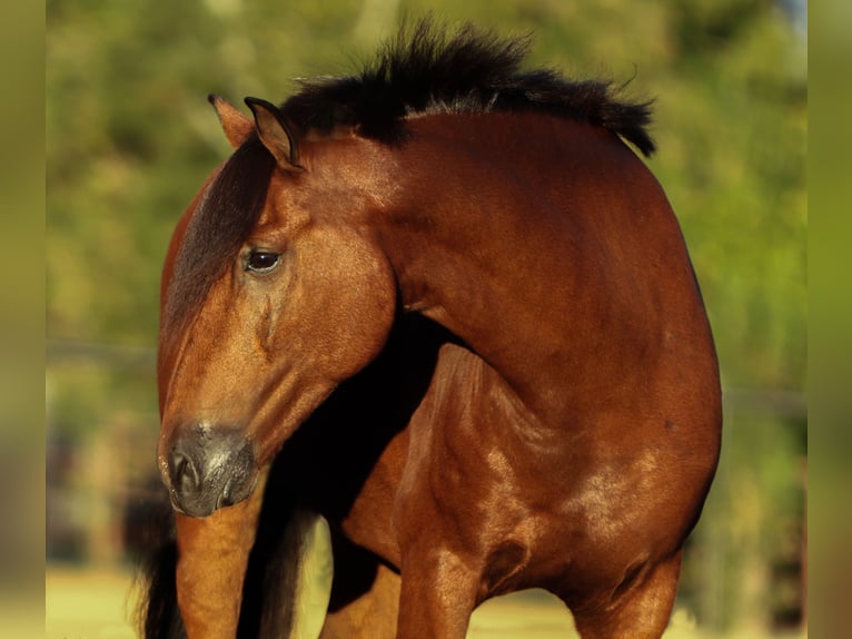 Welsh-A Mix Wallach 9 Jahre 137 cm Rotbrauner in Cleburne
