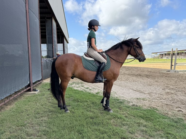 Welsh-A Mix Wallach 9 Jahre 137 cm Rotbrauner in Cleburne