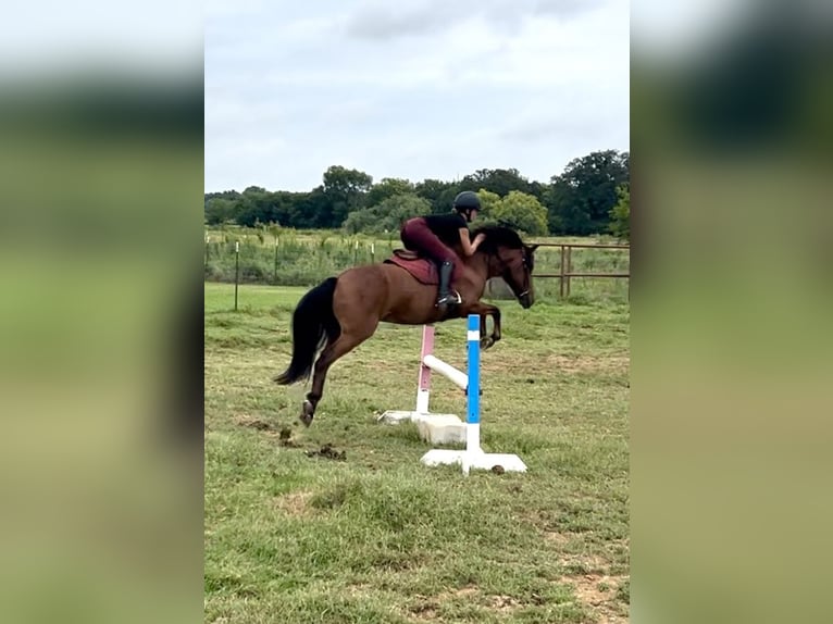 Welsh-A Mix Wallach 9 Jahre 137 cm Rotbrauner in Cleburne