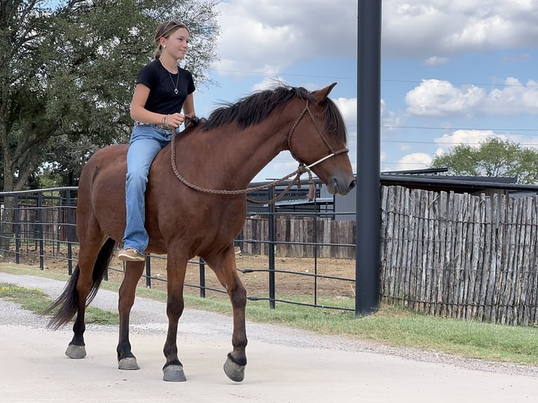 Welsh-A Mix Wallach 9 Jahre 137 cm Rotbrauner in Cleburne