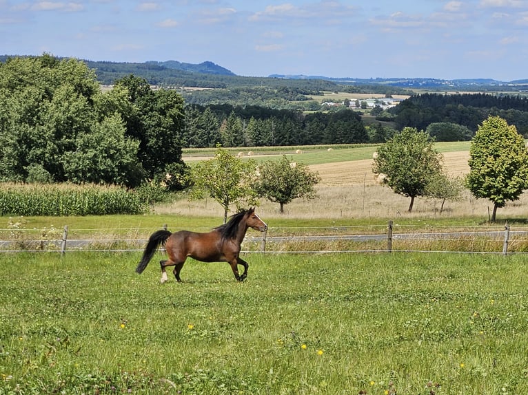 Welsh-B Castrone 10 Anni 129 cm Baio in Landscheid