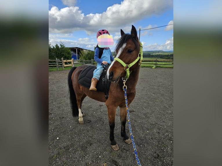 Welsh-B Castrone 10 Anni 129 cm Baio in Landscheid