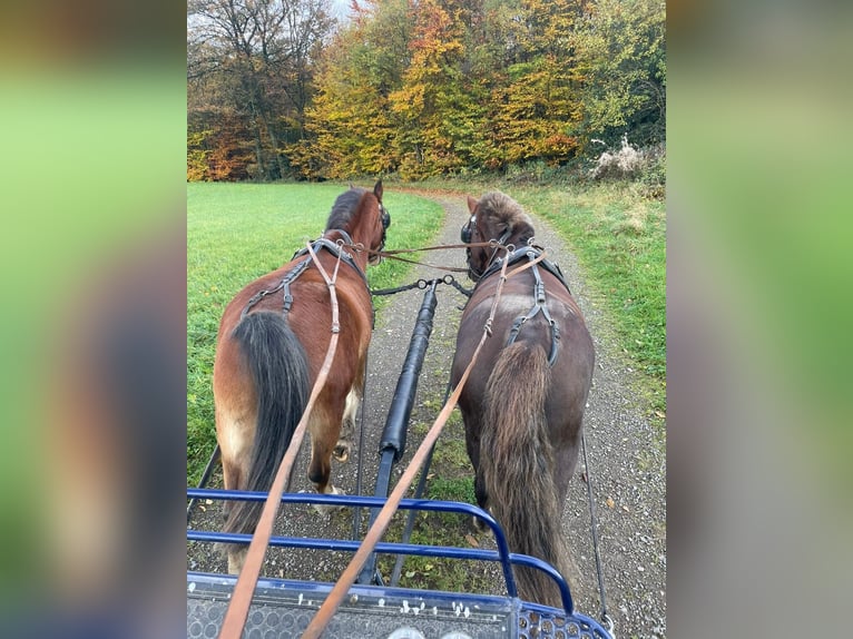 Welsh-B Castrone 10 Anni 130 cm Sauro in K&#xFC;rten