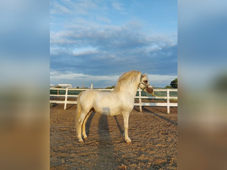 Welsh-B Castrone 10 Anni 135 cm Pezzato in Kecskem&#xE9;t